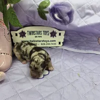 Full Akc Charolette's chocolate merle female, a female Chihuahua for sale in Cullowhee, NC – 8 of 10