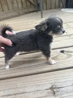 blue female long coat full AKC , a female Chihuahua for sale in Cullowhee, NC – 6 of 10