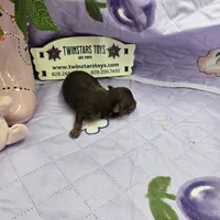 Full Akc Dixie's Chocolate male, a male Chihuahua for sale in Cullowhee, NC – 8 of 10