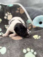 Lucy male #2 full AKC , a male Shetland Sheepdog for sale in Cullowhee, NC – 4 of 10