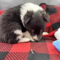 Dorys Female full AKC, a female Shetland Sheepdog for sale in Cullowhee, NC – Photo 7 of 10