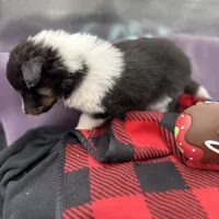 Dorys Female full AKC, a female Shetland Sheepdog for sale in Cullowhee, NC – Photo 5 of 10