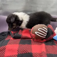 Dorys Female full AKC, a female Shetland Sheepdog for sale in Cullowhee, NC – Photo 9 of 10