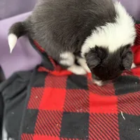 Dorys Female full AKC, a female Shetland Sheepdog for sale in Cullowhee, NC – Photo 10 of 10