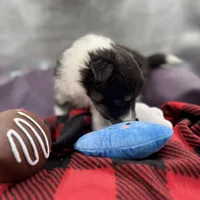 Dorys Female full AKC, a female Shetland Sheepdog for sale in Cullowhee, NC – Photo 3 of 10