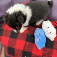 Dorys Female full AKC, a female Shetland Sheepdog for sale in Cullowhee, NC – Photo 2 of 10