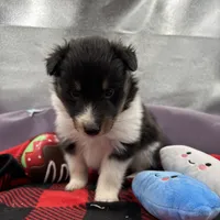 Dorys Female full AKC, a female Shetland Sheepdog for sale in Cullowhee, NC – Photo 6 of 10