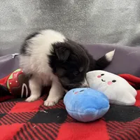 Dorys Female full AKC, a female Shetland Sheepdog for sale in Cullowhee, NC – Photo 8 of 10