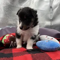 Dorys Female full AKC, a female Shetland Sheepdog for sale in Cullowhee, NC – Photo 4 of 10