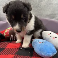 Dorys Female full AKC, a female Shetland Sheepdog for sale in Cullowhee, NC – Photo 1 of 10