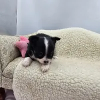 Full AKC Jack Male , a male Chihuahua for sale in Cullowhee, NC – 5 of 10
