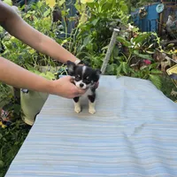 Full AKC Jack Male , a male Chihuahua for sale in Cullowhee, NC – 6 of 6