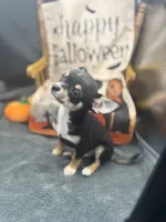  tri male 2  AKC , a male Chihuahua for sale in Cullowhee, NC – 8 of 10