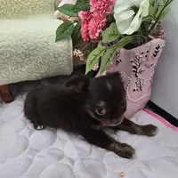 Full AKC Juliette's Chocolate Male # 3, a male Chihuahua for sale in Cullowhee, NC – 10 of 10