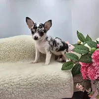 Selina female full AKC , a female Chihuahua for sale in Cullowhee, NC – 6 of 10