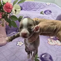 Juliettes Chocolate girl full Akc long coat, a female Chihuahua for sale in Cullowhee, NC – 5 of 10
