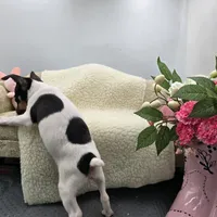 Full AKC Mini's Male #2, a male Toy Fox Terrier for sale in Cullowhee, NC – 7 of 9