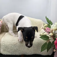 Full AKC Mini's Male # 1, a male Toy Fox Terrier for sale in Cullowhee, NC – 9 of 10