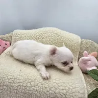 Full AKC Snowy Hidden Merle male, a male Chihuahua for sale in Cullowhee, NC – 2 of 10
