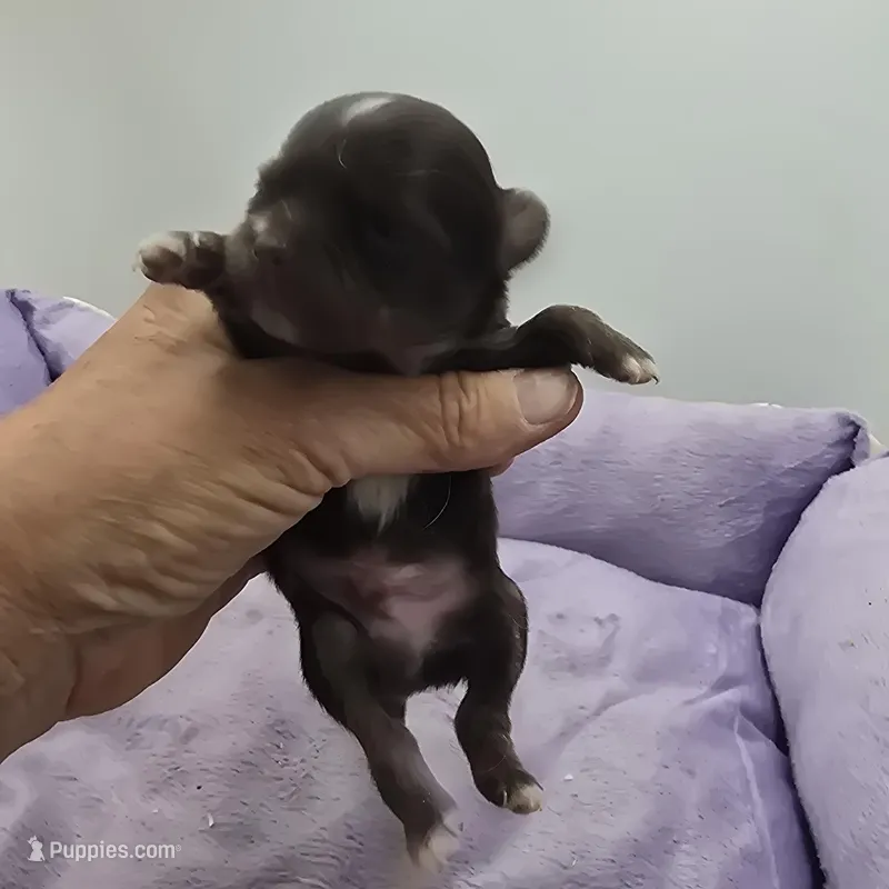 Full AKC Juliette Male # 3 – Chihuahua puppy for sale in Cullowhee, NC