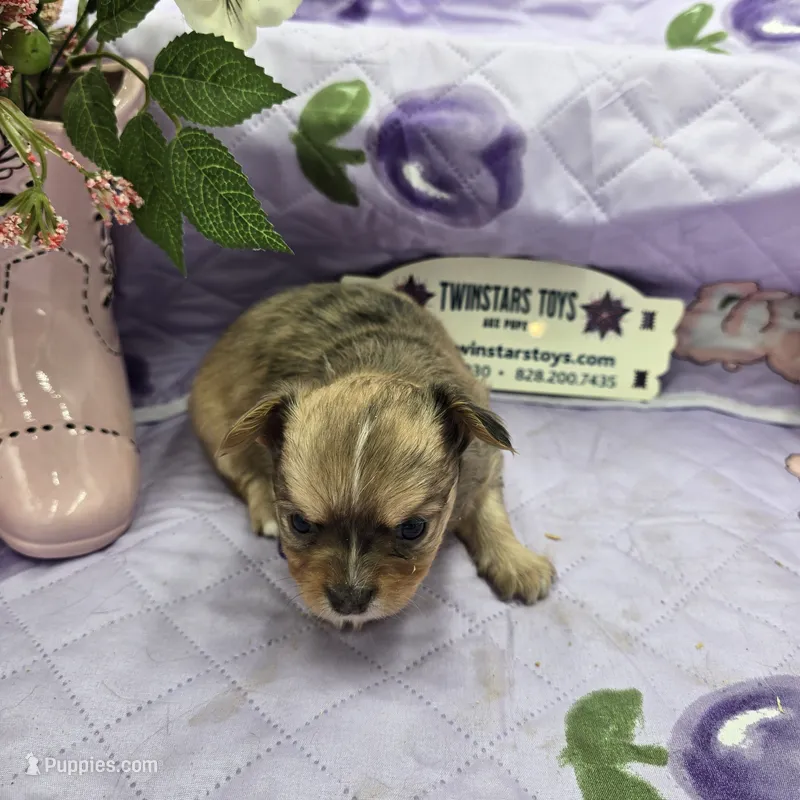 Full Akc Dixie Sable Merle – Chihuahua puppy for sale in Cullowhee, NC
