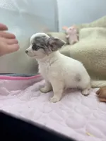 Full AKC Blue Eyed Jill female, a female Chihuahua for sale in Cullowhee, NC – 5 of 10