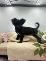 Full Akc Juliette Female1, a female Chihuahua for sale in Cullowhee, NC – 4 of 9