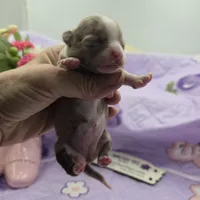 Juliettes Chocolate girl full Akc, a female Chihuahua for sale in Cullowhee, NC – 2 of 10