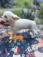 Full AKC Snowy Hidden Merle male, a male Chihuahua for sale in Cullowhee, NC – 10 of 10