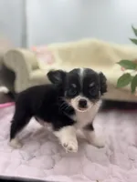 Full AKC Jack Male , a male Chihuahua for sale in Cullowhee, NC – 7 of 10