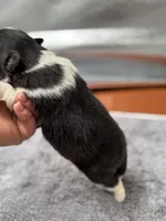 Farrah male 3 full AKC , a male Shetland Sheepdog for sale in Cullowhee, NC – Photo 3 of 10