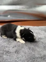 Farrah male 3 full AKC , a male Shetland Sheepdog for sale in Cullowhee, NC – Photo 2 of 10