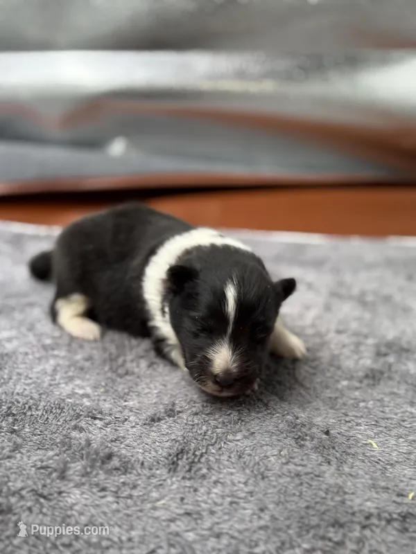 Farrah male 3 full AKC  – Shetland Sheepdog puppy for sale in Cullowhee, NC