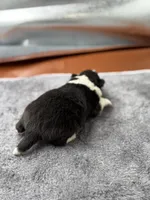 Farrah male 3 full AKC , a male Shetland Sheepdog for sale in Cullowhee, NC – Photo 7 of 10