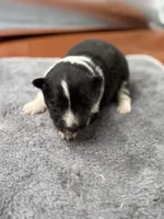 Farrah male 3 full AKC , a male Shetland Sheepdog for sale in Cullowhee, NC – Photo 6 of 10