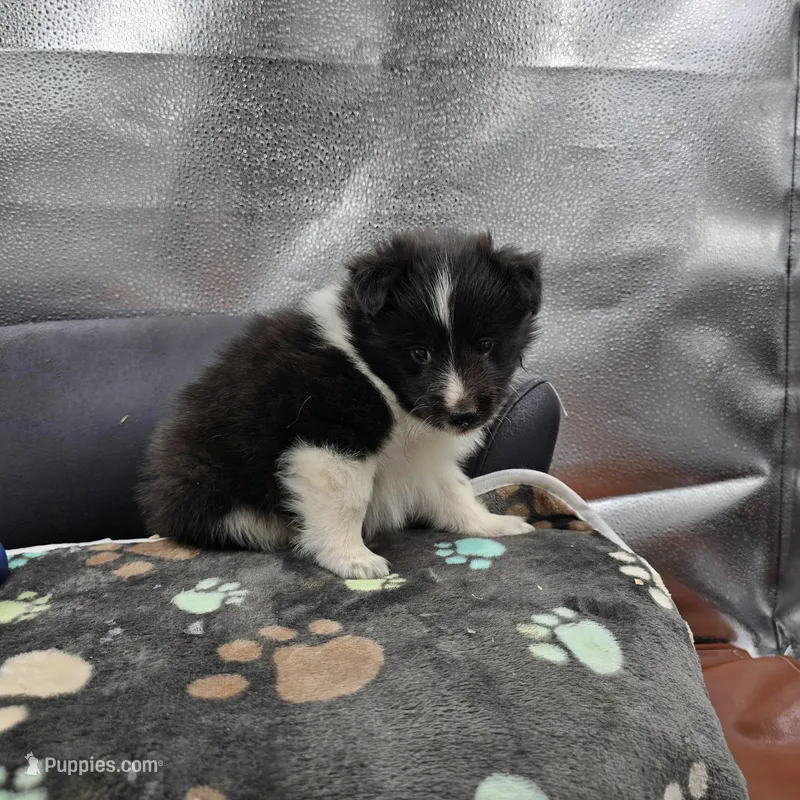 Farrah male 3 full AKC  – Shetland Sheepdog puppy for sale in Cullowhee, NC