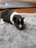 Farrah male 3 full AKC , a male Shetland Sheepdog for sale in Cullowhee, NC – Photo 8 of 10