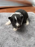 Farrah male 3 full AKC , a male Shetland Sheepdog for sale in Cullowhee, NC – Photo 4 of 10