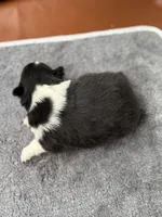 Farrah male 3 full AKC , a male Shetland Sheepdog for sale in Cullowhee, NC – Photo 9 of 10