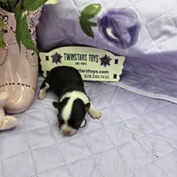 Full Akc Prim's chocolate girl, a female Chihuahua for sale in Cullowhee, NC – 5 of 10