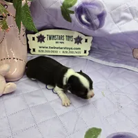 Full Akc Prim's chocolate girl, a female Chihuahua for sale in Cullowhee, NC – 9 of 10