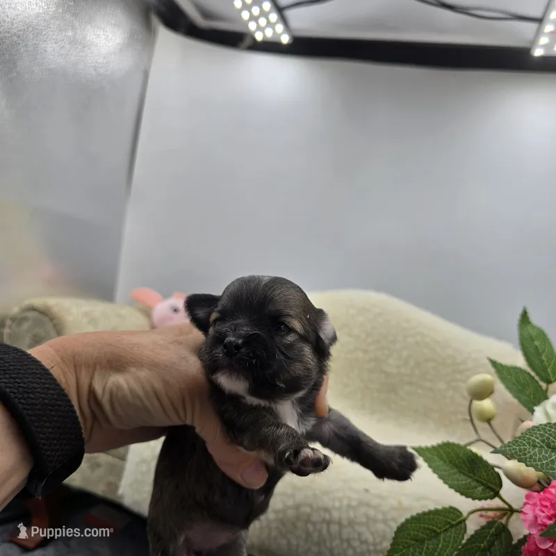 Full AKC Summer female – Chihuahua puppy for sale in Cullowhee, NC