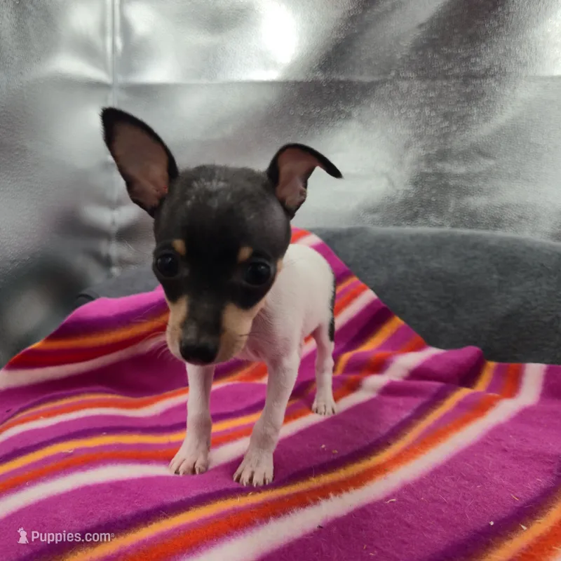 Tinkers Tiny Tim – Toy Fox Terrier puppy for sale in Cullowhee, NC