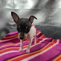 Tinkers Tiny Tim, a male Toy Fox Terrier for sale in Cullowhee, NC – 1 of 10