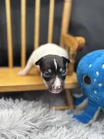 Topanga M3, a male Toy Fox Terrier for sale in Cullowhee, NC – 4 of 10