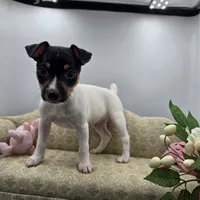Full AKC Mini's Male # 1, a male Toy Fox Terrier for sale in Cullowhee, NC – 5 of 10