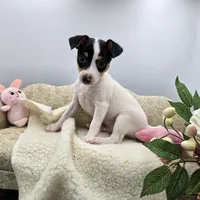 Full AKC Mini's Male # 4, a male Toy Fox Terrier for sale in Cullowhee, NC – 4 of 10