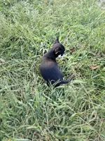 Tri male 1 AKC , a male Chihuahua for sale in Cullowhee, NC – 9 of 9