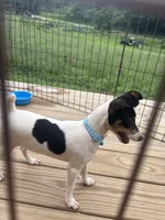 No papers Mini's Male # 4, a male Toy Fox Terrier for sale in Cullowhee, NC – 4 of 8