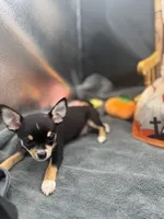  tri male 2  AKC , a male Chihuahua for sale in Cullowhee, NC – 4 of 10
